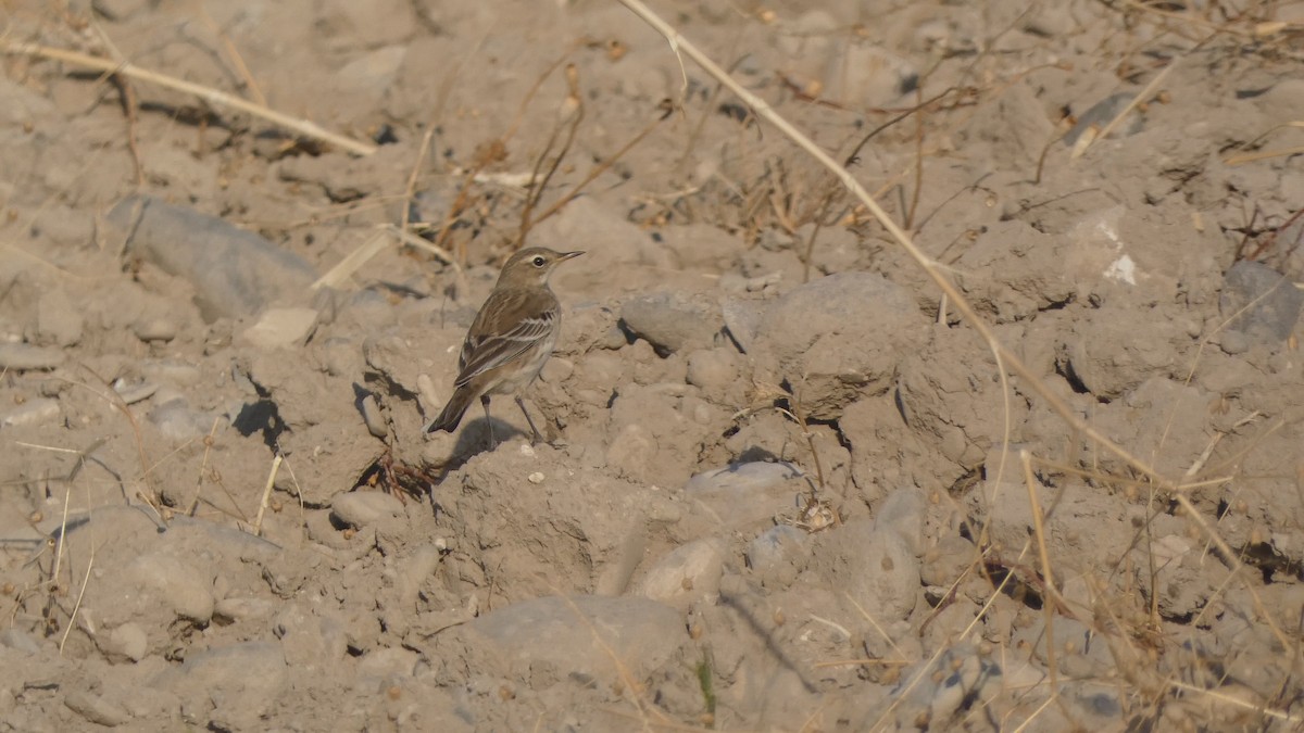 Water Pipit - ML382023951