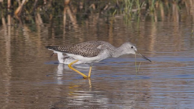 Greater Yellowlegs - ML382024091