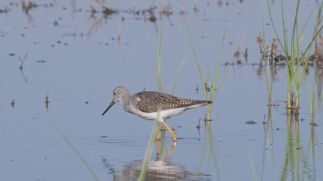 Greater Yellowlegs - ML382024131