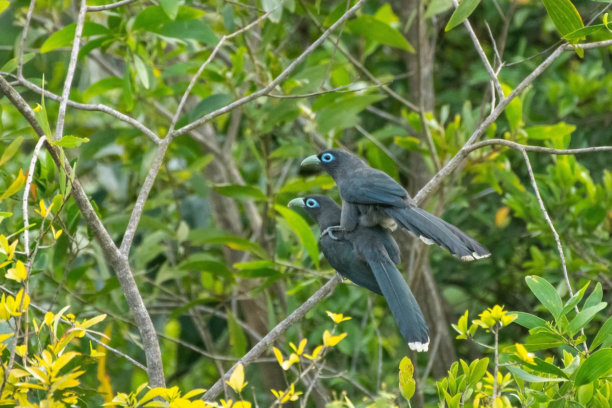 Blue-faced Malkoha - ML382024181