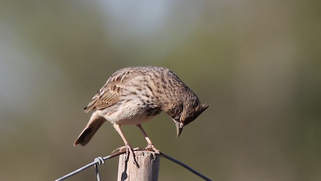 Cochevis de Thékla - ML382024821