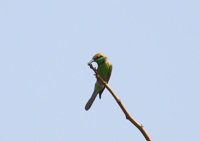 Asian Green Bee-eater - ML38202561