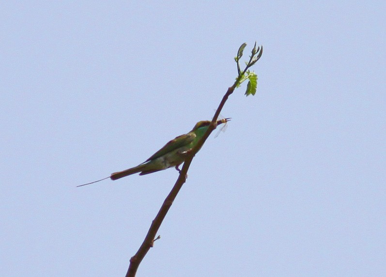 Asian Green Bee-eater - ML38202571