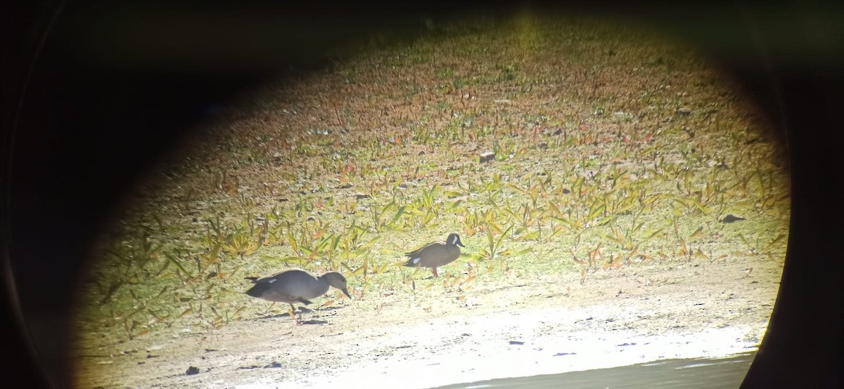 Blue-winged Teal - Juan José Iglesias