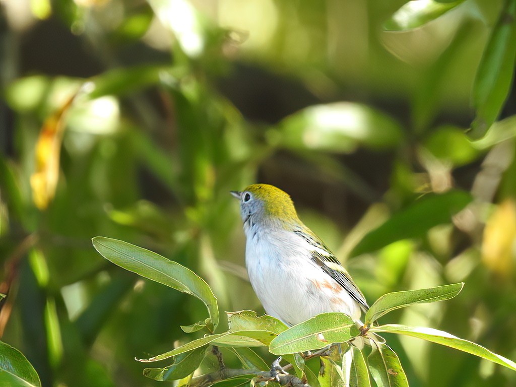 Chestnut-sided Warbler - ML382026341