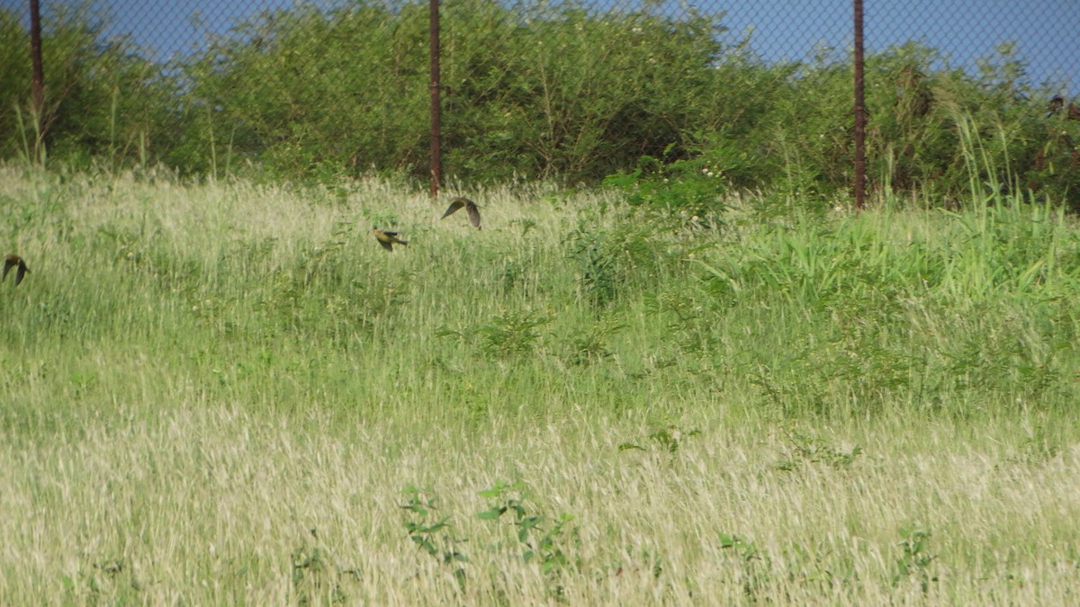 Bobolink - Kenrith Carter