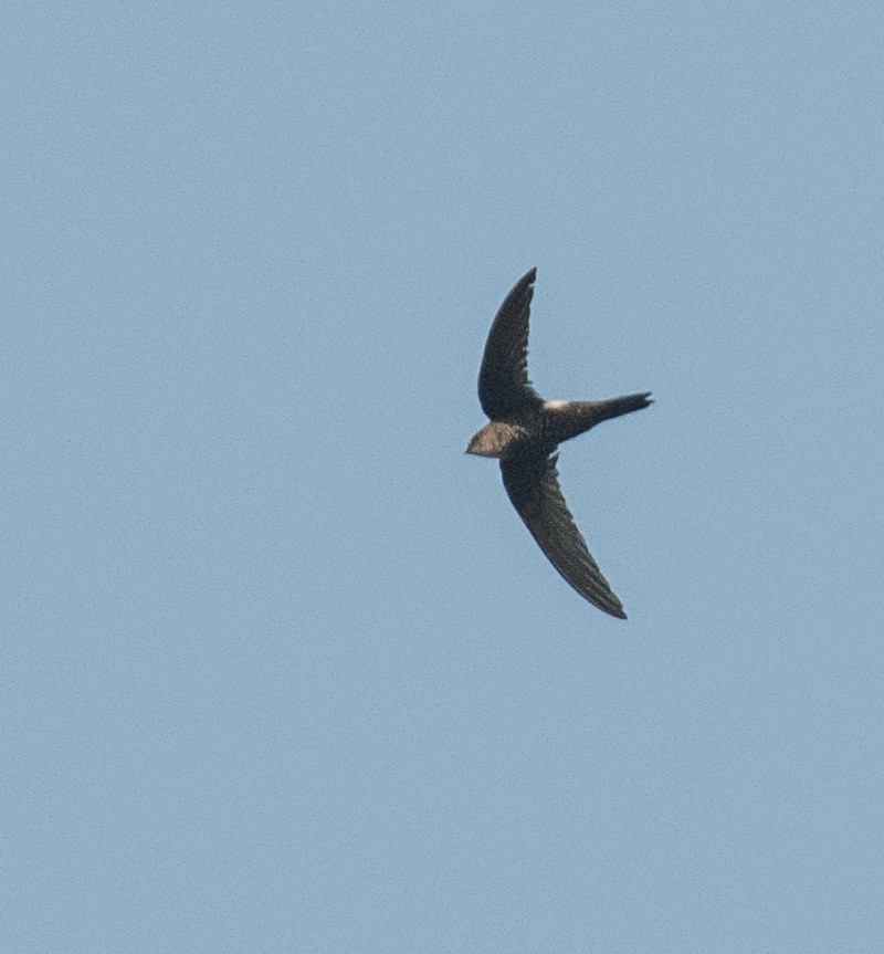 Pacific Swift - ML382027511