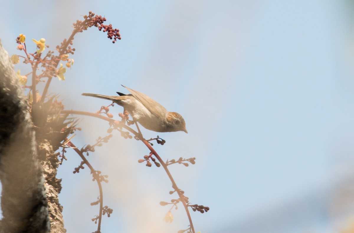 Yuhina à tête marron - ML382028071