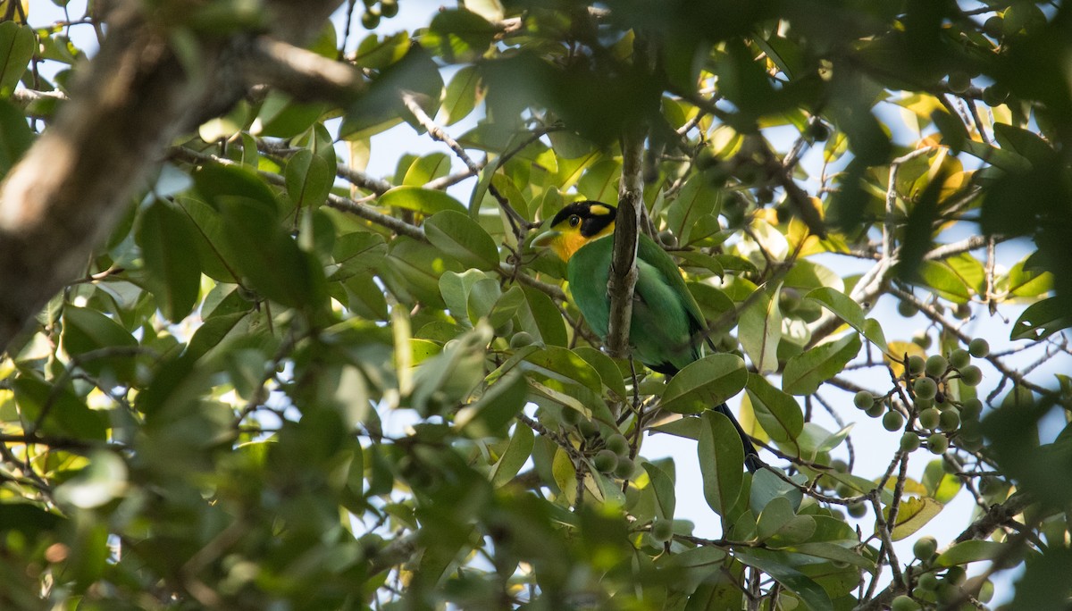 Long-tailed Broadbill - ML382028161