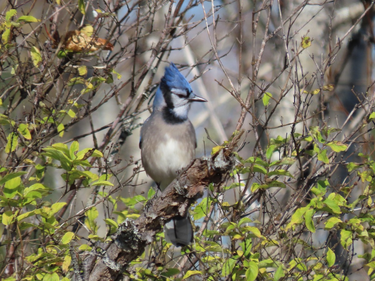 Blue Jay - ML382028871