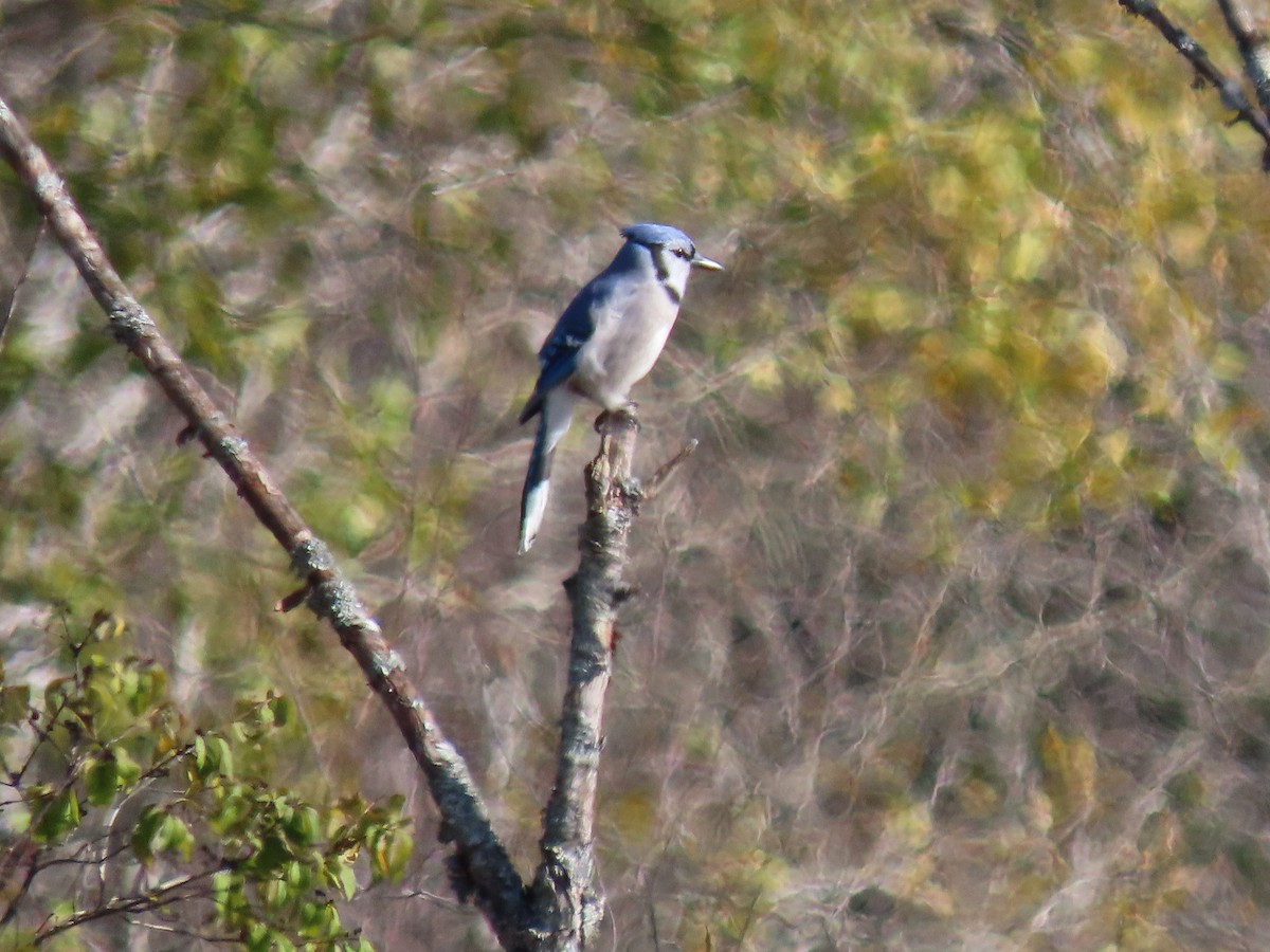 Blauhäher - ML382028921