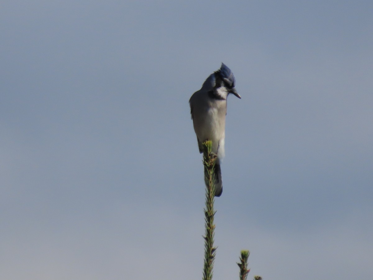 Blue Jay - Sue and Tom Santeusanio