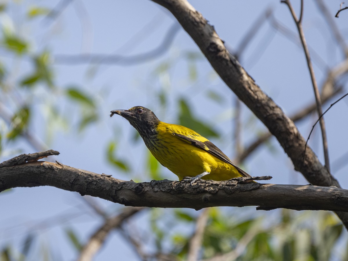 Black-hooded Oriole - ML382029151