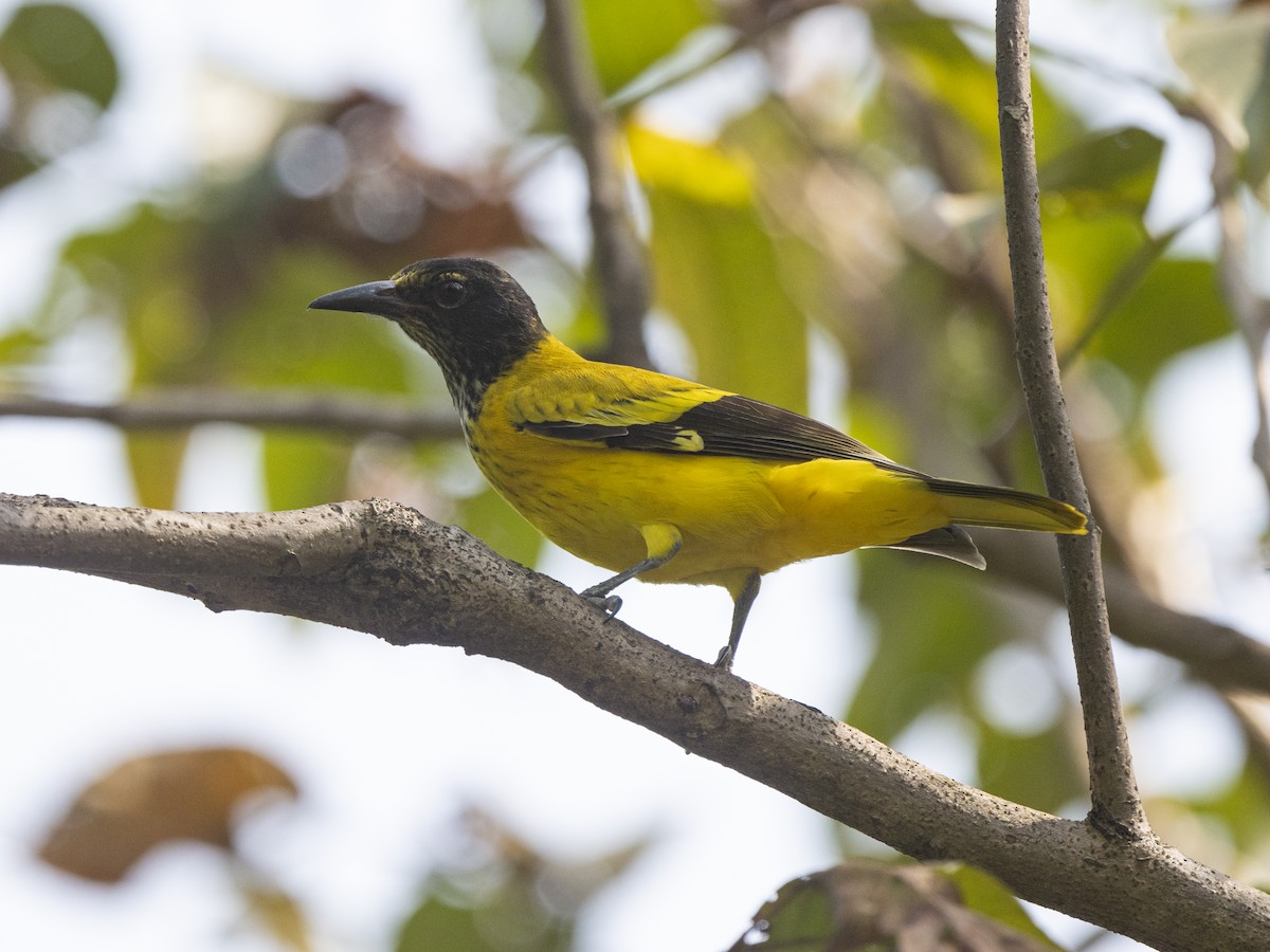 Black-hooded Oriole - ML382029171