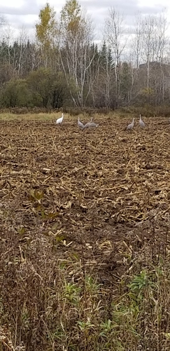 Whooping Crane - ML382029941