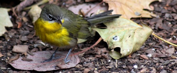 Yellow-breasted Chat - ML38203031