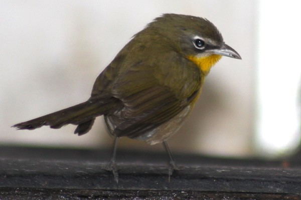Yellow-breasted Chat - ML38203041
