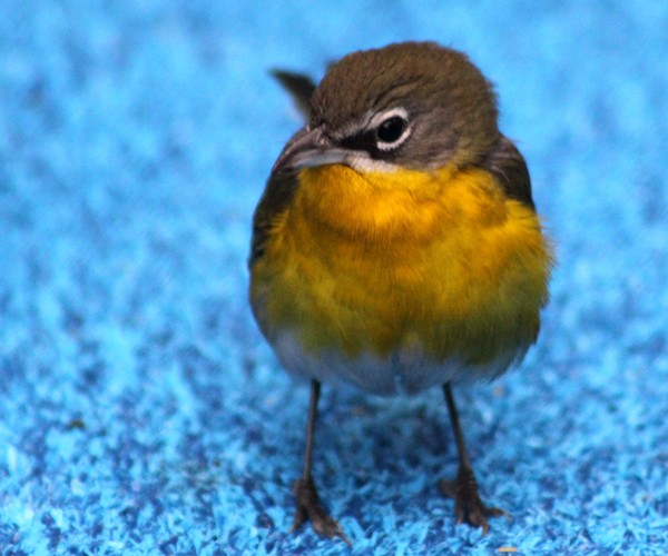 Yellow-breasted Chat - ML38203051