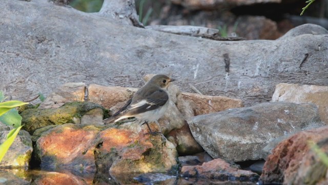 European Pied Flycatcher - ML382031301