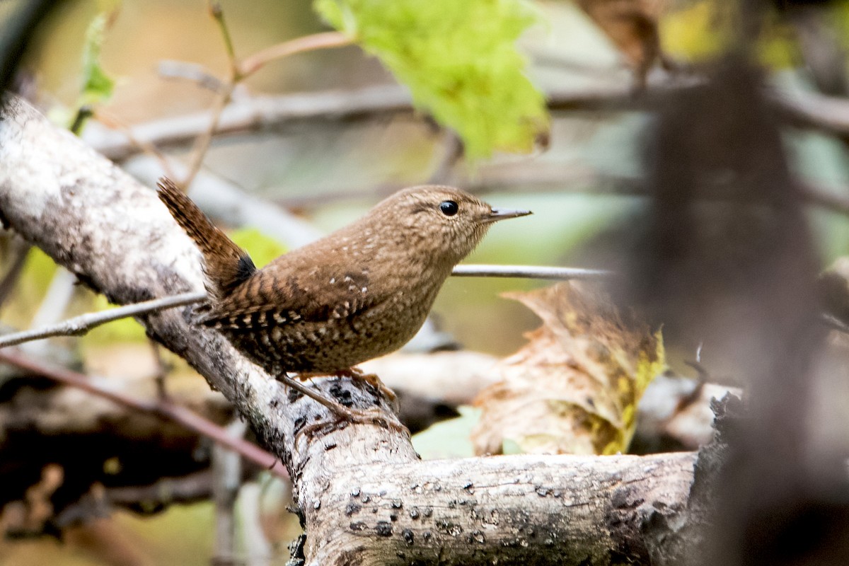 Winter Wren - ML382031341