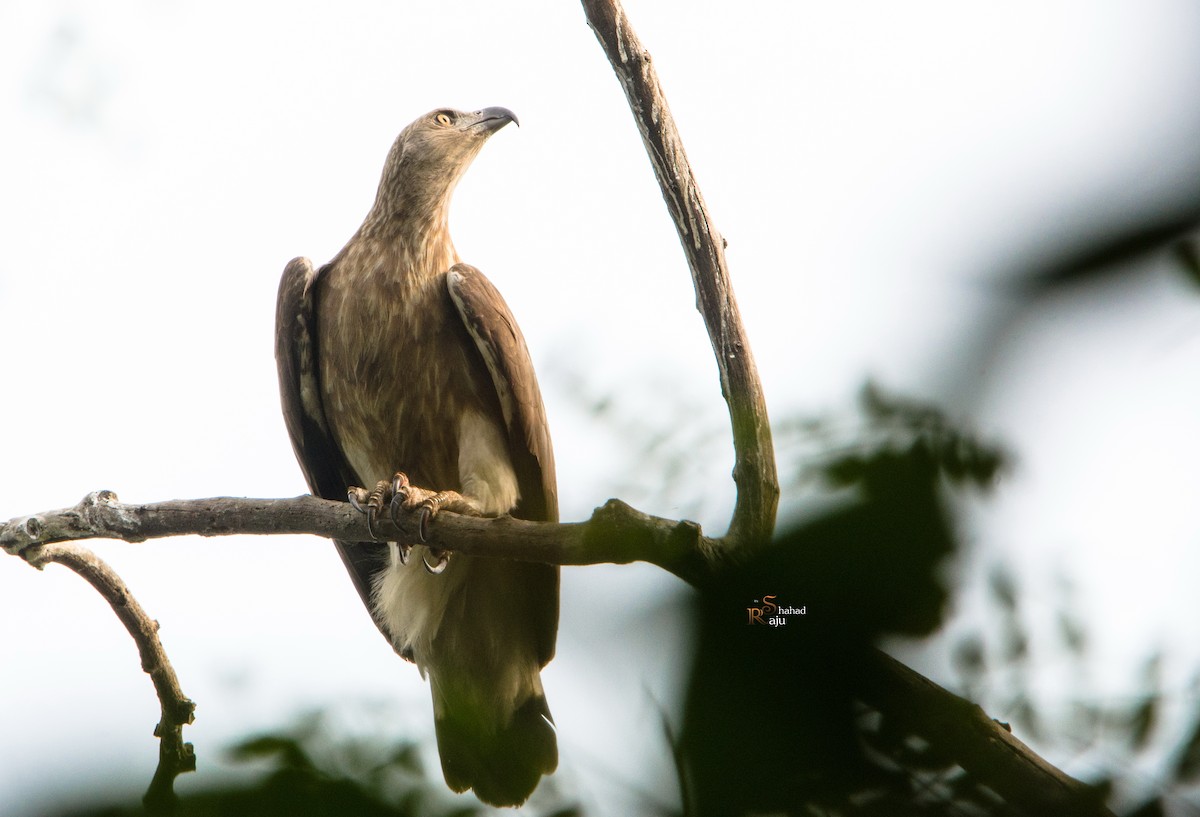 Gray-headed Fish-Eagle - ML382032851