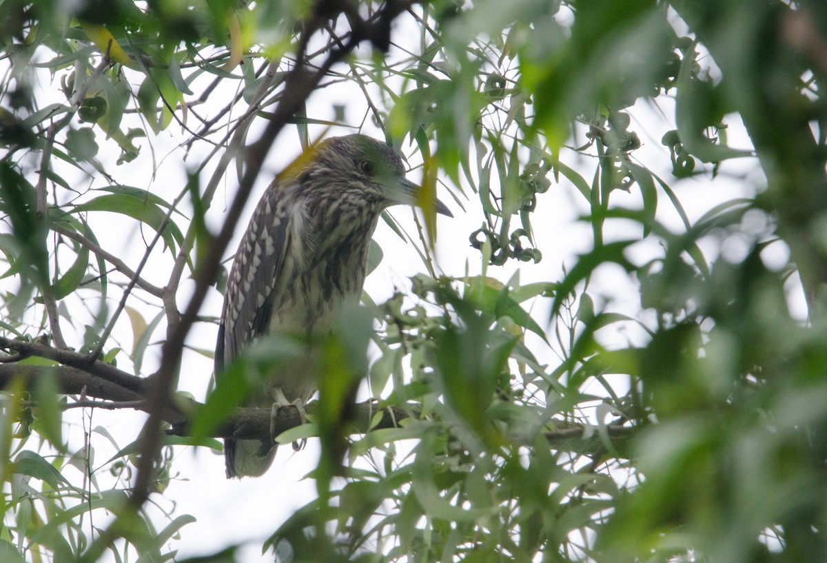 Black-crowned Night Heron - ML382033101