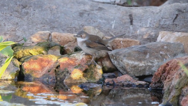 Greater Whitethroat - ML382034181