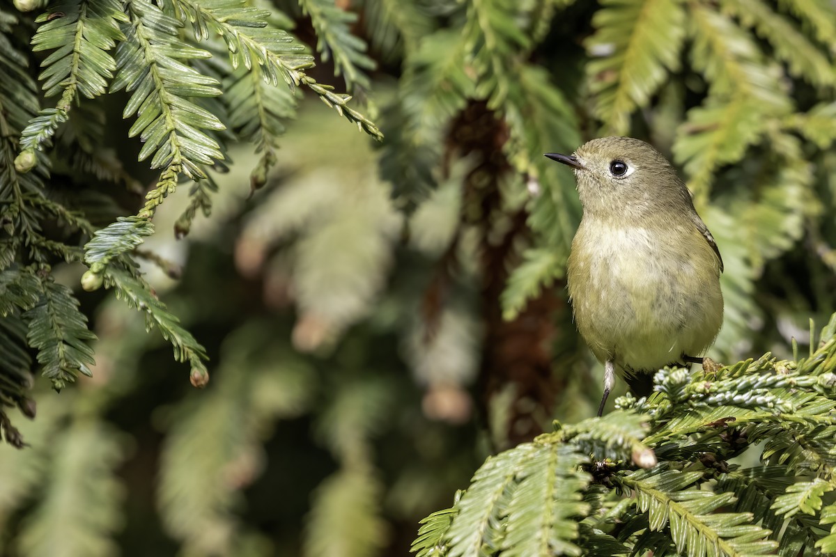 Ruby-crowned Kinglet - Connor Cochrane