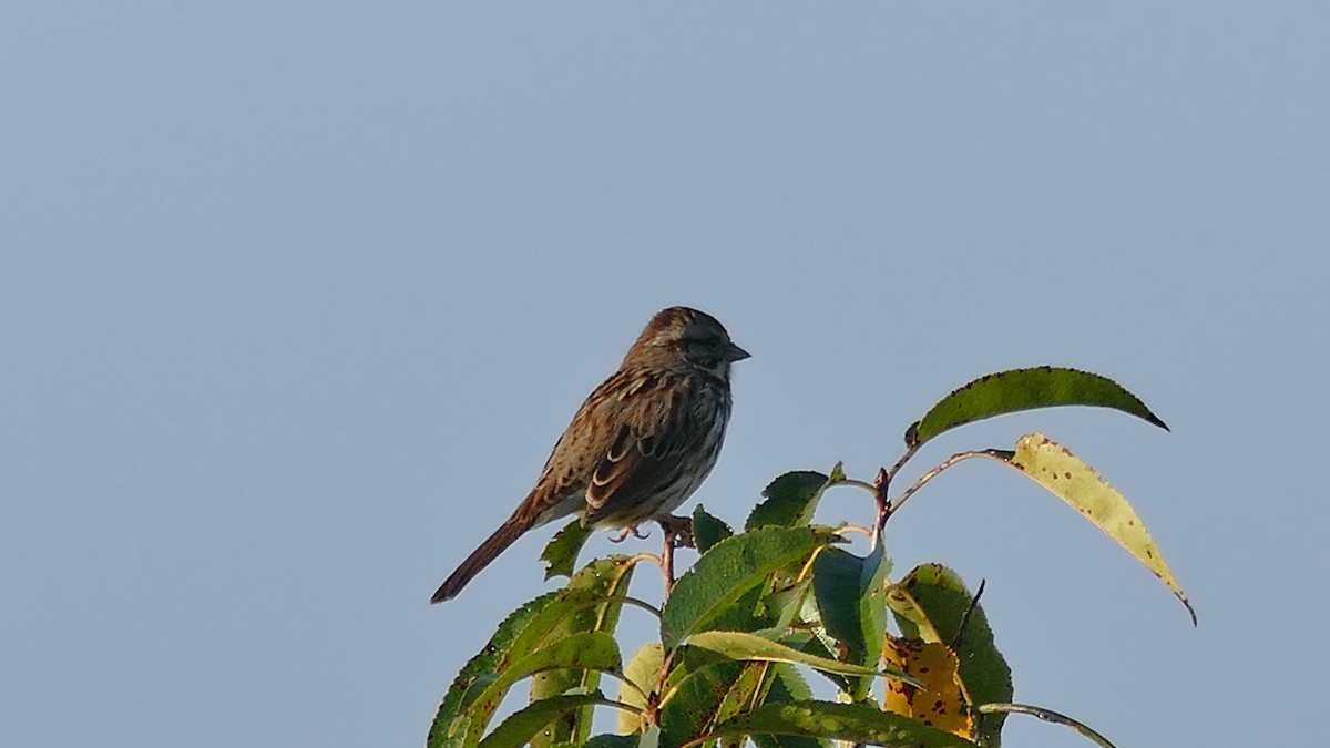 Song Sparrow - ML382035121