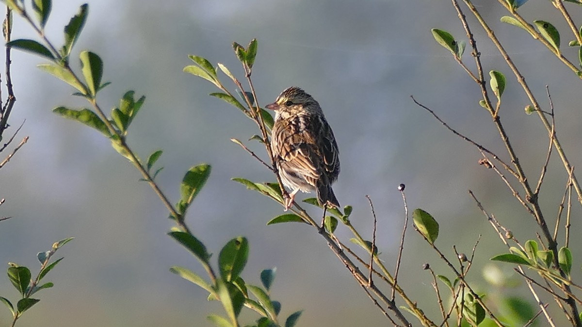 Savannah Sparrow - ML382035301