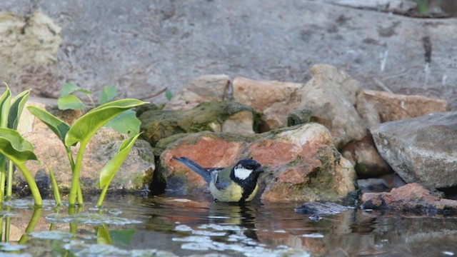 Mésange charbonnière - ML382035381