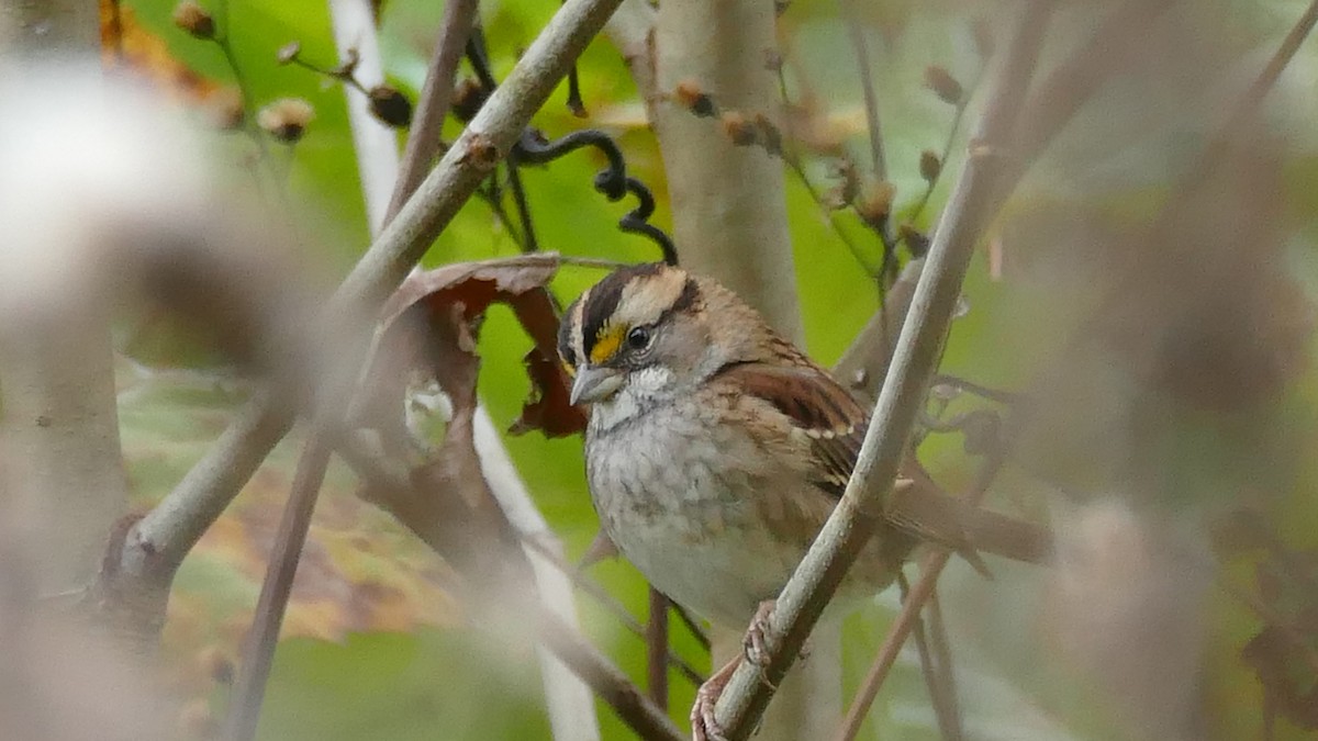 White-throated Sparrow - ML382035691