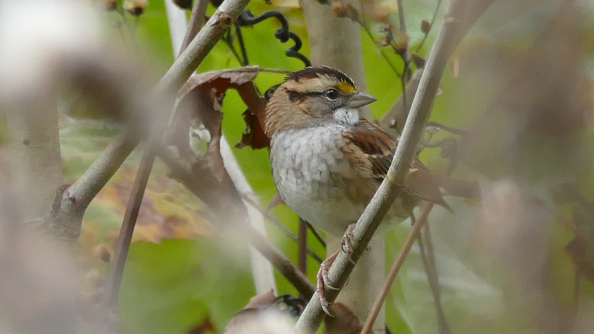 White-throated Sparrow - ML382035711