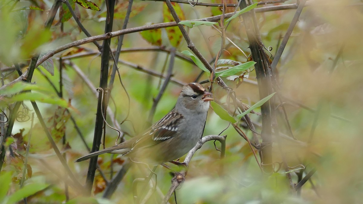 White-crowned Sparrow - ML382035811