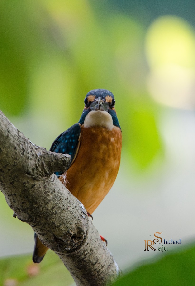 Common Kingfisher - ML382035941