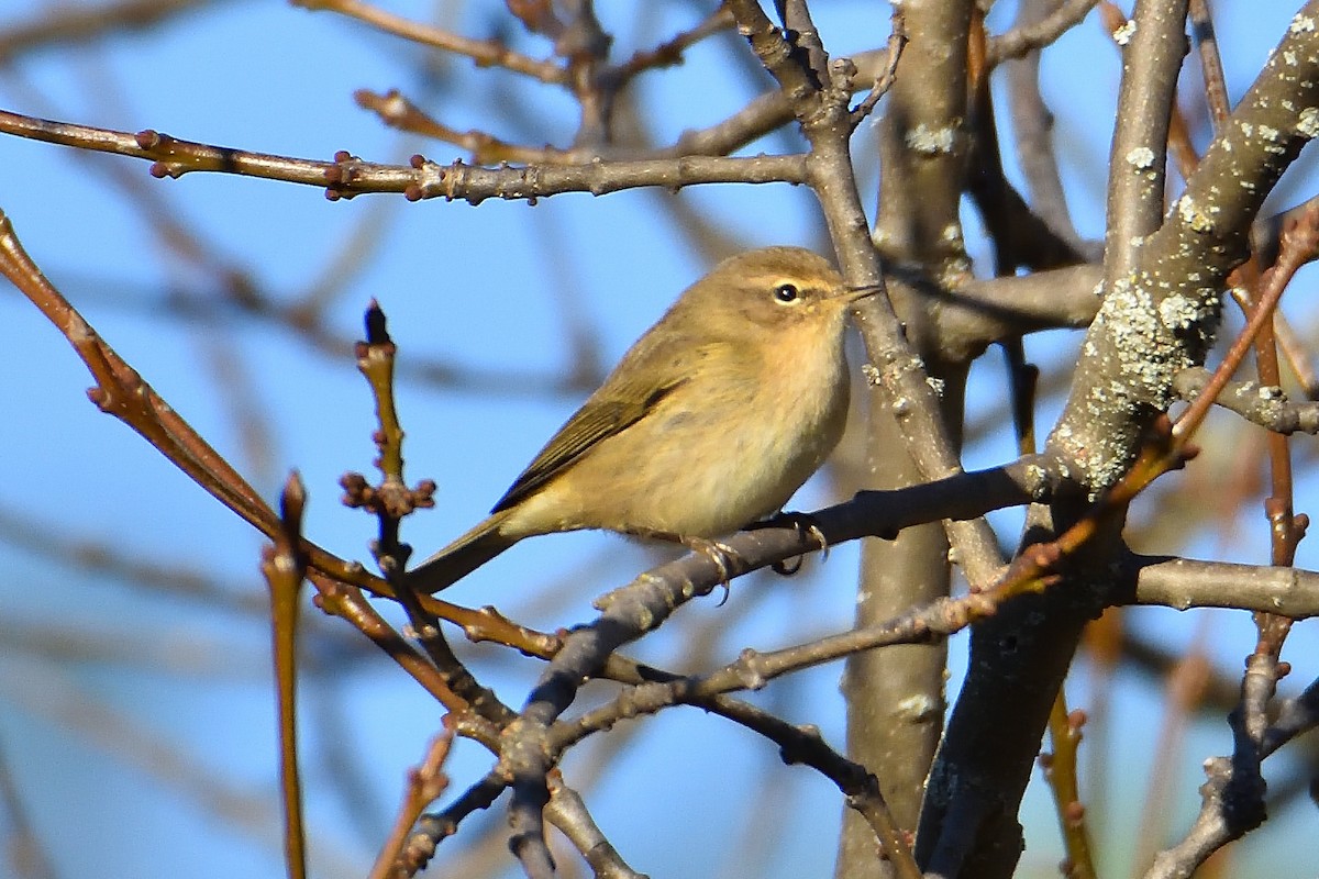 Common Chiffchaff - ML382036371