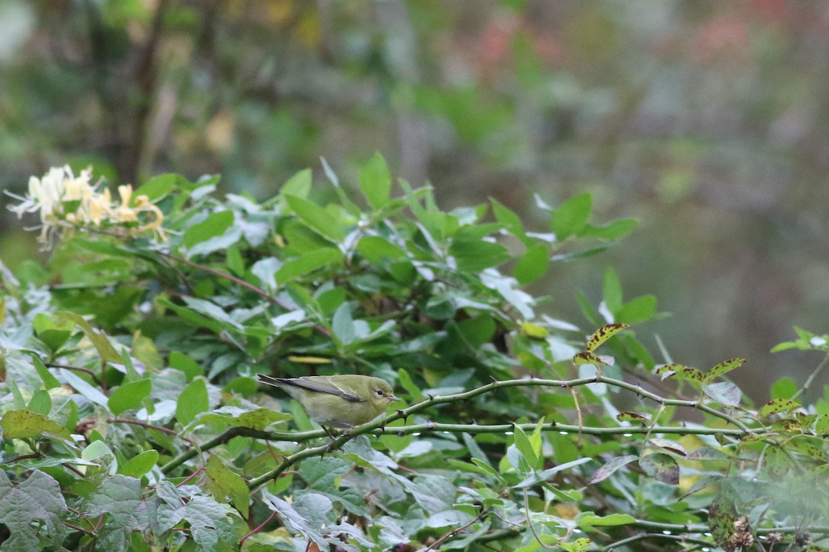 Tennessee Warbler - ML382036431