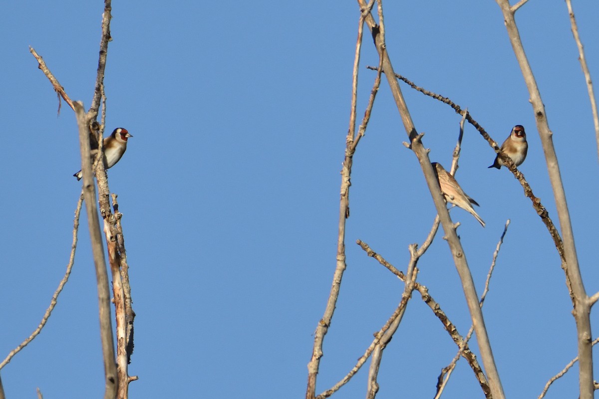 European Goldfinch - ML382036491