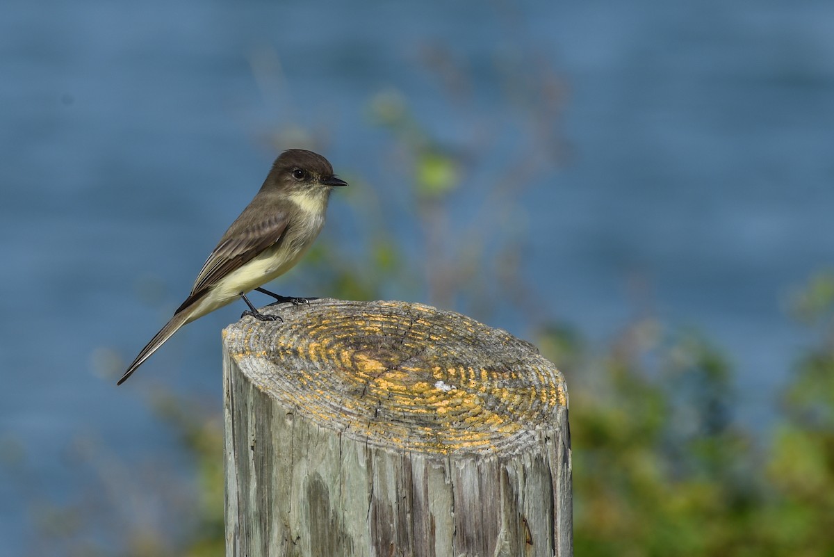 Eastern Phoebe - ML382036681