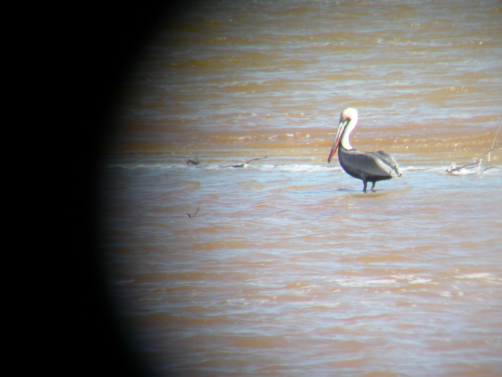 Brown Pelican - ML382037491