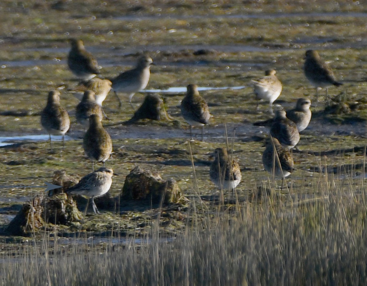 Pacific Golden-Plover - ML382037671