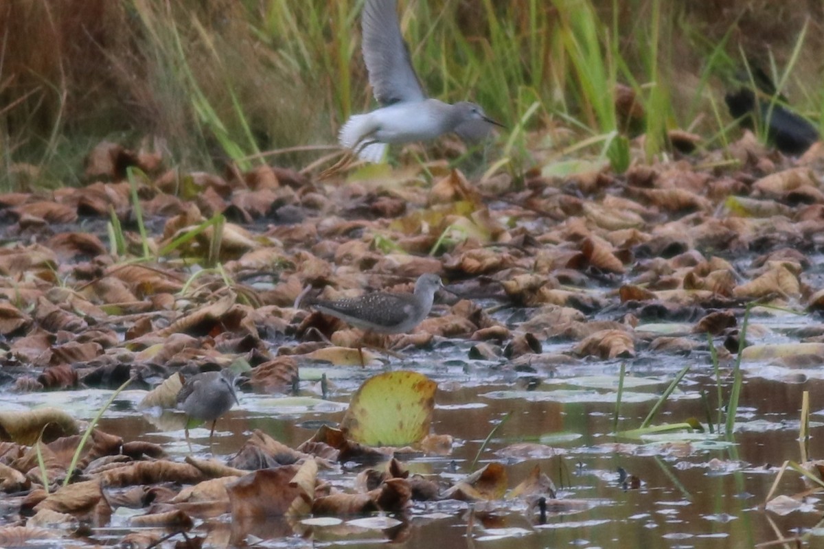 Lesser Yellowlegs - ML382038111