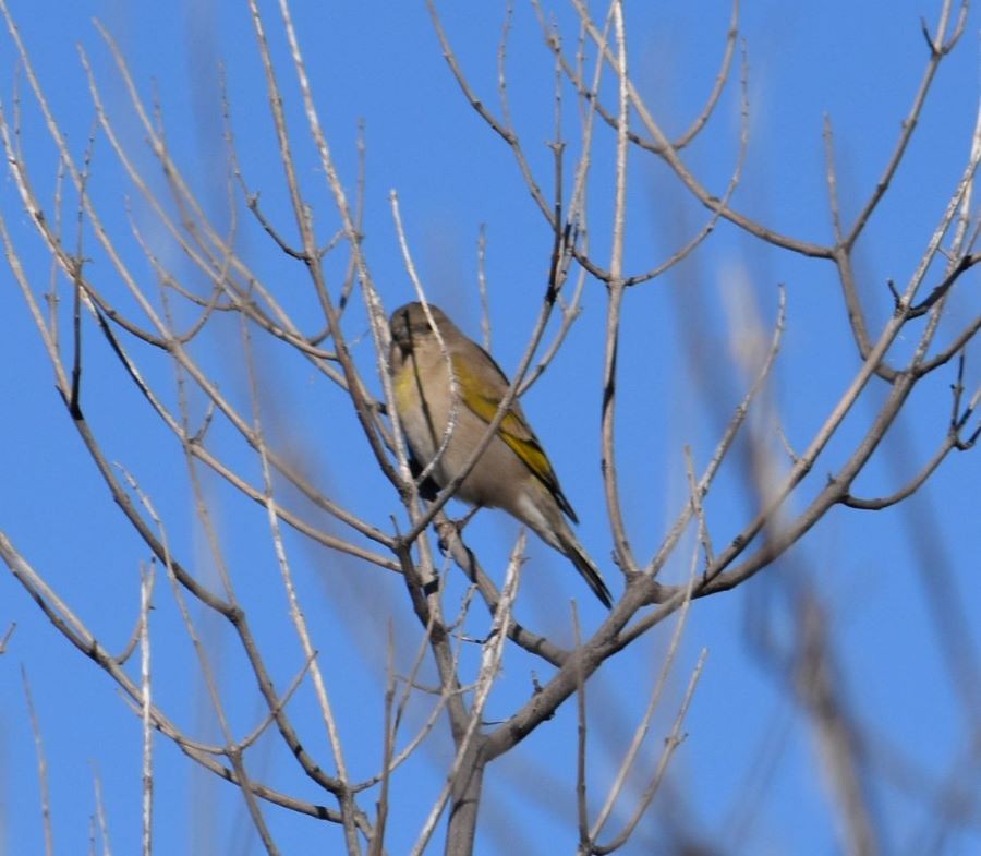 Lawrence's Goldfinch - ML382038811