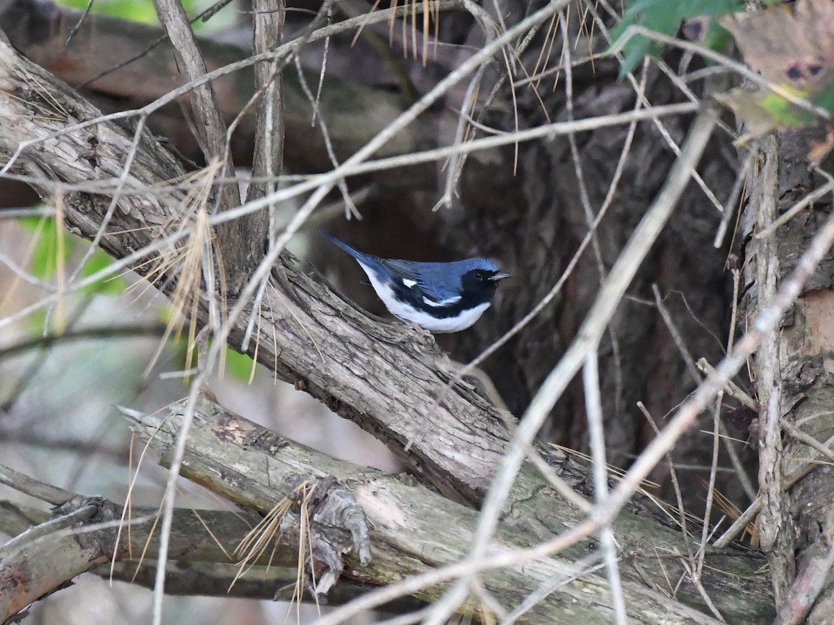 Black-throated Blue Warbler - Bill Massaro