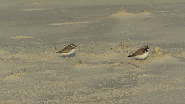 Wilson's Plover - ML382039561