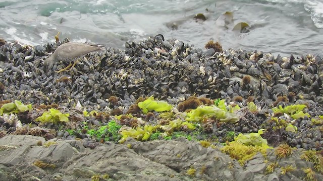 Wandering Tattler - ML382042501