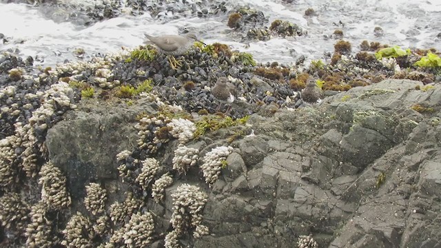 Wandering Tattler - ML382042921