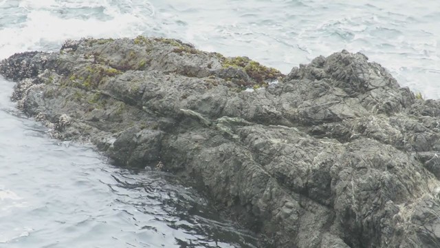 Wandering Tattler - ML382043271