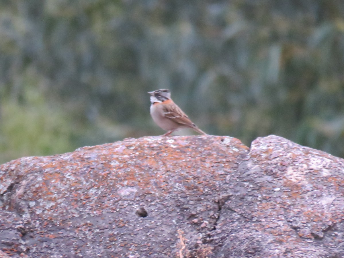 Rufous-collared Sparrow - ML382043341