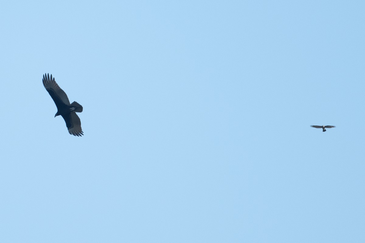 Sharp-shinned Hawk - ML382043371